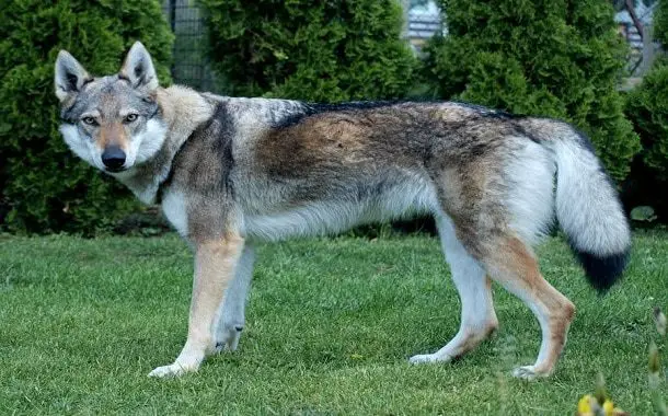 Czechoslovakian wolfdog cost