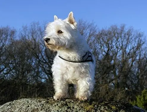 West-Highland White Terrier Cost