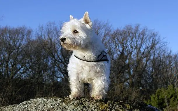 West-Highland White Terrier Cost