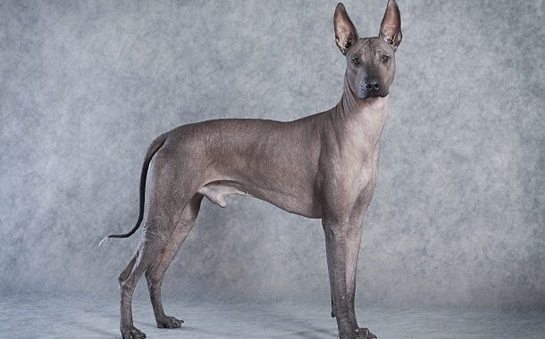 Xoloitzcuintli Dog Cost - In 2022 - The Pricer