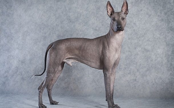 Xoloitzcuintli Cost