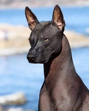 Xoloitzcuintli Dog