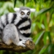 Lemur Cost