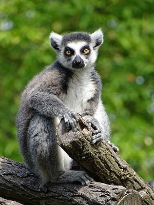 Lemur in the Wild