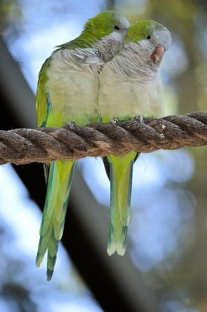 Lovebird Pair