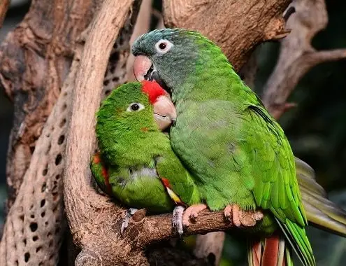 Lovebird Parrots Cost