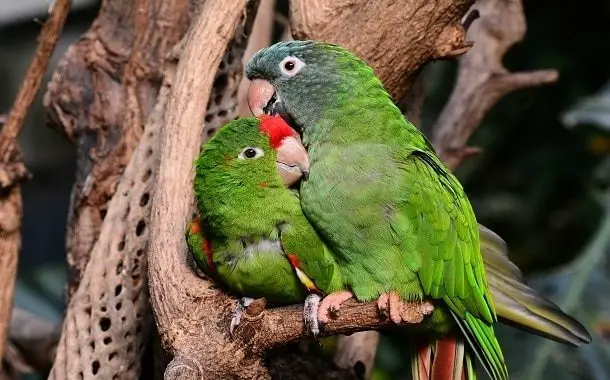 Lovebird Parrots Cost