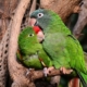 Lovebird Parrots Cost