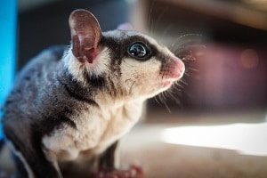 Sugar Glider as Pet