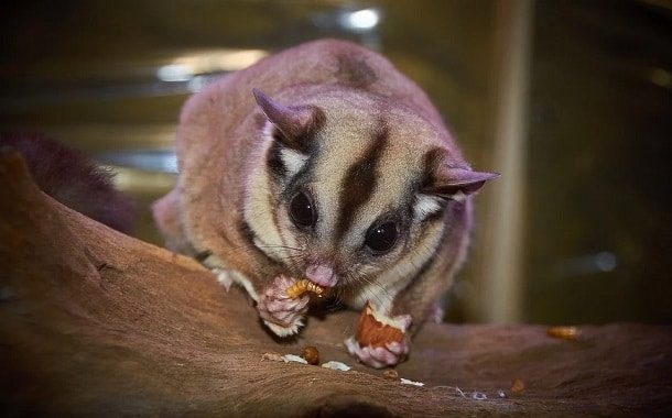 Sugar Glider Cost