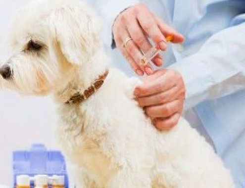 DHLPP Dog Vaccination Cost