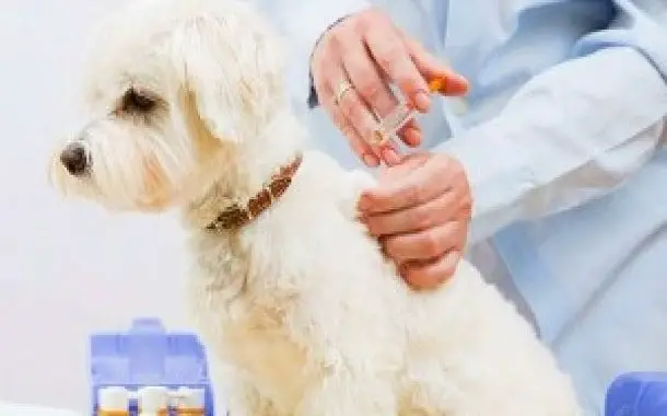 DHLPP Dog Vaccination Cost