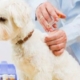DHLPP Dog Vaccination Cost