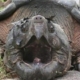 Alligator Snapping Turtle Price