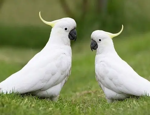 Bird Cockatoo Cost