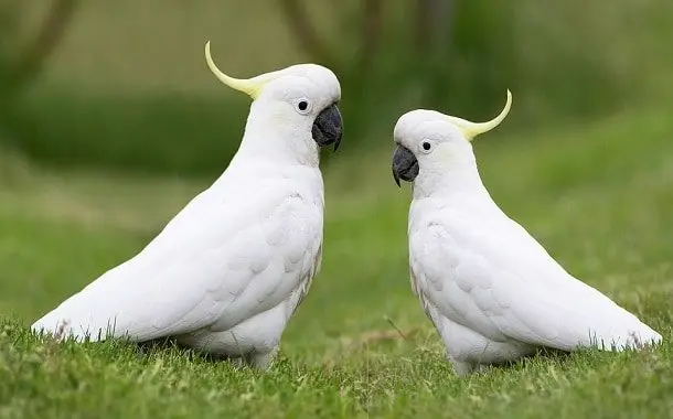 Bird Cockatoo Cost