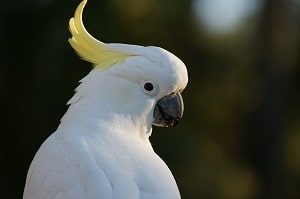 Cockatoo Bird Upclose
