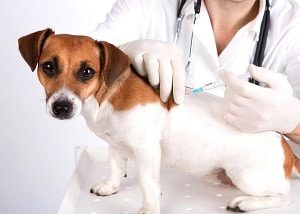 Dog Vaccination at Clinic