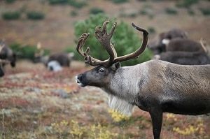 Old Reindeer