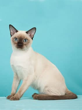 Tonkinese Breed