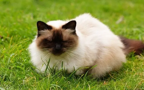 Himalayan Cat Cost