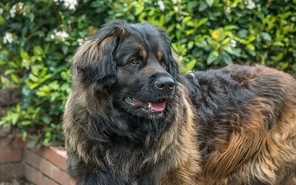 Leonberger Cost
