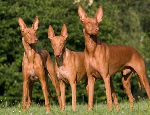 Pharaoh Hound Cost