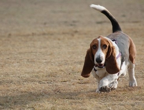 Basset Hound Cost