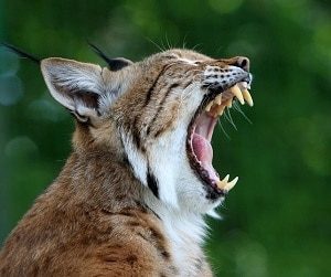 Bobcat Closeup