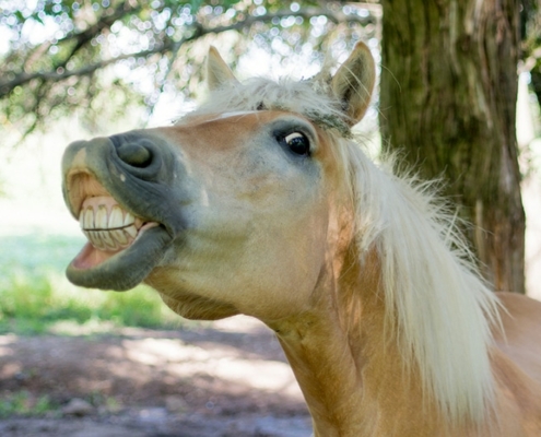 Horse Teeth Floating Cost Horse Teeth Floating Cost