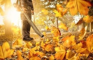 How Much Does Leaf Removal Cost? - ThePricer Media