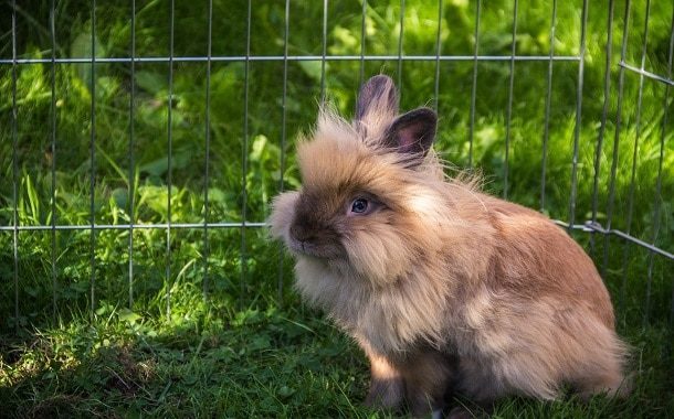 Lionhead Rabbit Cost