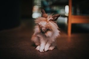 Lionhead Rabbit