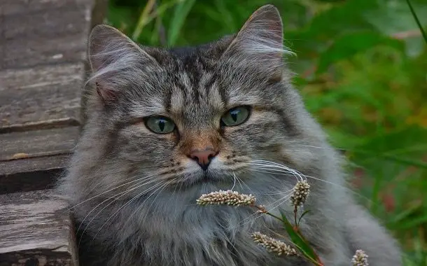 Norwegian Forest Cat Cost