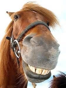 Smiling Horse