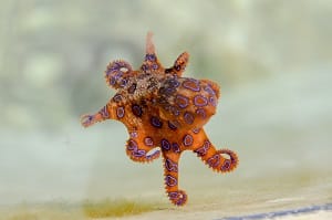 Blue Ringed Octopus