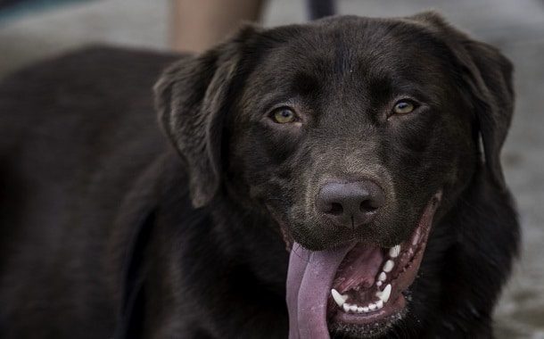 Chocolate Lab Cost