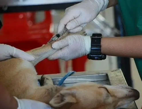 Dog Cytopoint Injection Cost