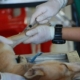 Dog Cytopoint Injection Cost