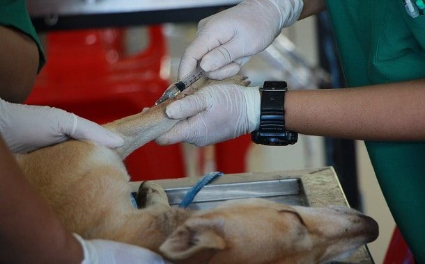 Dog Cytopoint Injection Cost