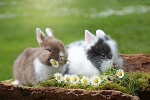 Dwarf Rabbit Cost
