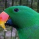 Eclectus Parrot Cost