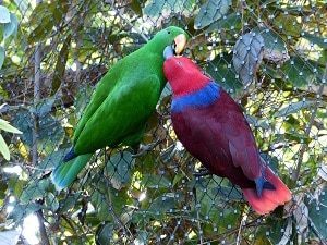 Eclectus Parrot Pair