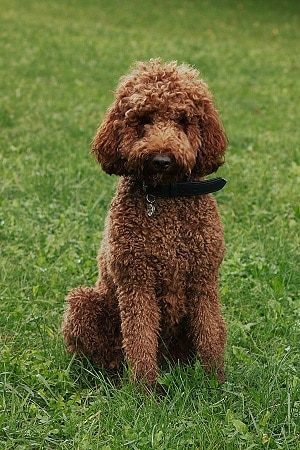 Hypoallergenic Dog Breed