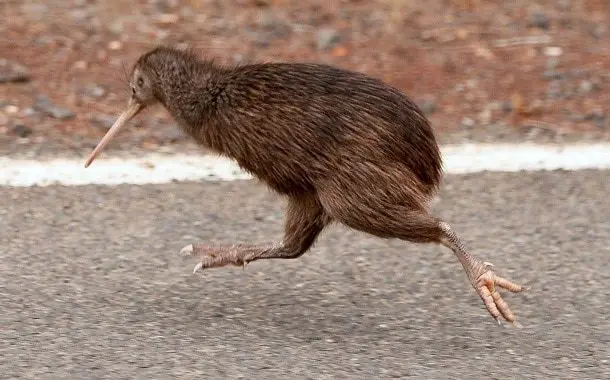 Kiwi Bird Cost