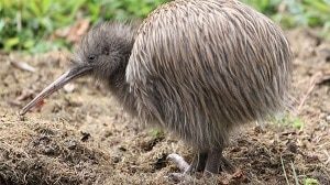 Kiwi Bird in the Wild