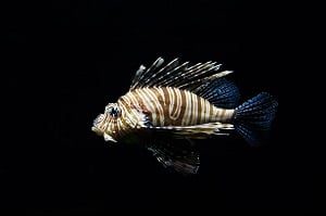 Lion Fish in Aquarium