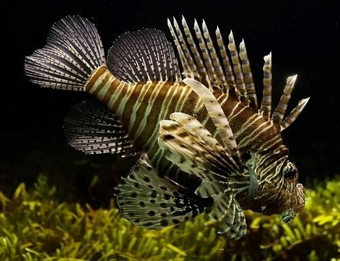 Lionfish Cost Lionfish Cost