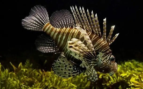 Lionfish Cost