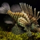 Lionfish Cost